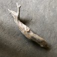 画像3: 【特大流木】南信州産 源流淡水 天然流木（ 約１１３×１０〜１５cm）大型流木 特大流木 大きな流木 (3)