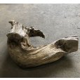 画像1: 【絶品】【特大流木】南信州産 源流淡水 天然流木（ 約１１０×５０×８0cm）大型流木 根流木 特大流木 大きな流木 変形流木 (1)