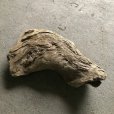 画像1: 【特選絶品】【特大流木】南信州産 源流淡水 天然流木（ 約８２×５２cm）大型流木 特大流木 大きな流木   (1)