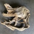 画像1: 【特選絶品】【特大流木】南信州産 源流淡水 天然流木（ 約９７×１０５×４０cm）大型流木 特大流木 大きな流木  根流木 (1)
