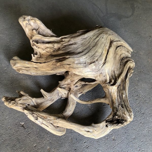 画像1: 【特選絶品】【特大流木】南信州産 源流淡水 天然流木（ 約９７×１０５×４０cm）大型流木 特大流木 大きな流木  根流木
