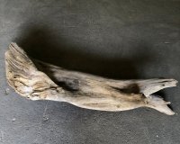 【特大流木】南信州産 源流淡水 天然流木（ 約１５１×３１×３２cm）大型流木 特大流木 大きな流木  根流木
