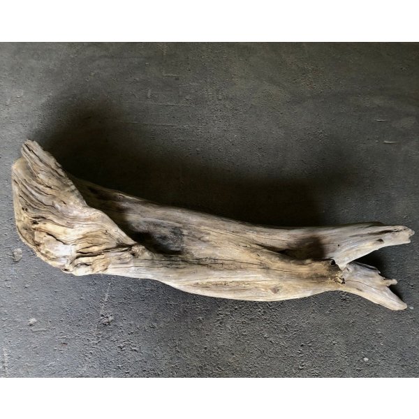 画像1: 【特大流木】南信州産 源流淡水 天然流木（ 約１５１×３１×３２cm）大型流木 特大流木 大きな流木  根流木