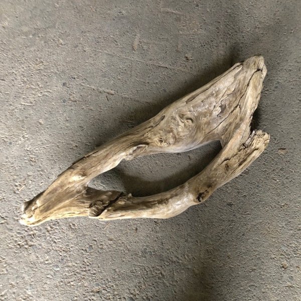 画像1: 【特選絶品】【特大流木】南信州産 源流淡水 天然流木（ 約７３×２８cm）大型流木 特大流木 大きな流木 穴流木