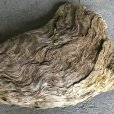 画像4: 【特選絶品】【特大流木】南信州産 源流淡水 天然流木（ 約８２×５２cm）大型流木 特大流木 大きな流木   (4)