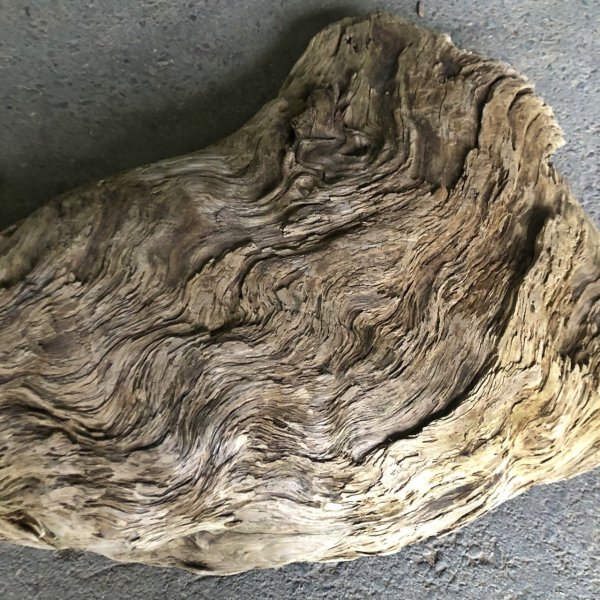 画像4: 【特選絶品】【特大流木】南信州産 源流淡水 天然流木（ 約８２×５２cm）大型流木 特大流木 大きな流木  