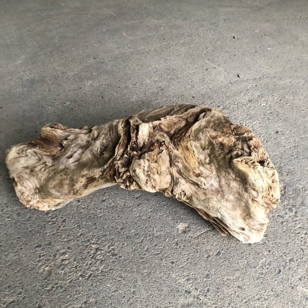 画像3: 【特大流木】南信州産 源流淡水 天然流木（ 約５４×４０×２１cm）大型流木 特大流木 大きな流木  