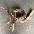 画像4: 【特選絶品】【特大流木】南信州産 源流淡水 天然流木（ 約１０５×８０×３９cm）大型流木 特大流木 大きな流木  枝分かれ 変形流木 (4)