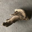 画像3: 【特選絶品】【特大流木】南信州産 源流淡水 天然流木（ 約７１×４４×３６cm）大型流木 特大流木 大きな流木 根流木 (3)
