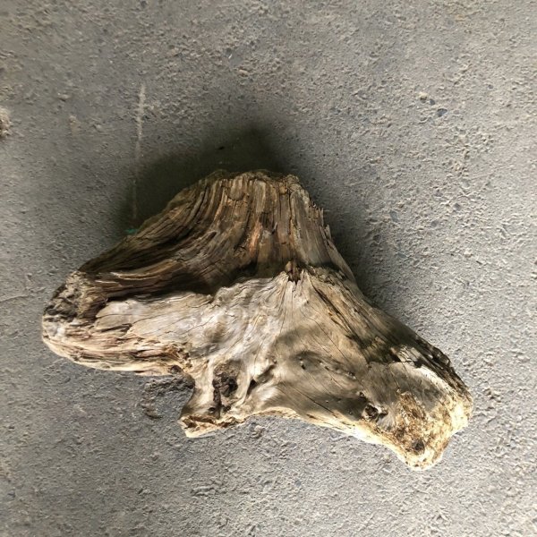 画像1: 【特大流木】南信州産 源流淡水 天然流木（ 約５４×４０×２１cm）大型流木 特大流木 大きな流木  