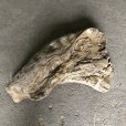 画像3: 【特選絶品】【特大流木】南信州産 源流淡水 天然流木（ 約８２×５２cm）大型流木 特大流木 大きな流木   (3)