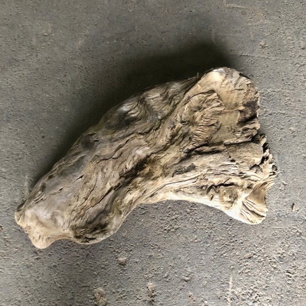 画像3: 【特選絶品】【特大流木】南信州産 源流淡水 天然流木（ 約８２×５２cm）大型流木 特大流木 大きな流木  