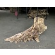 画像1: 【特選絶品】【特大流木】南信州産 源流淡水 天然流木（ 約８３×４９cm）大型流木 特大流木 大きな流木 根流木 (1)