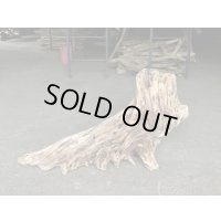 【特選絶品】【特大流木】南信州産 源流淡水 天然流木（ 約８３×４９cm）大型流木 特大流木 大きな流木 根流木