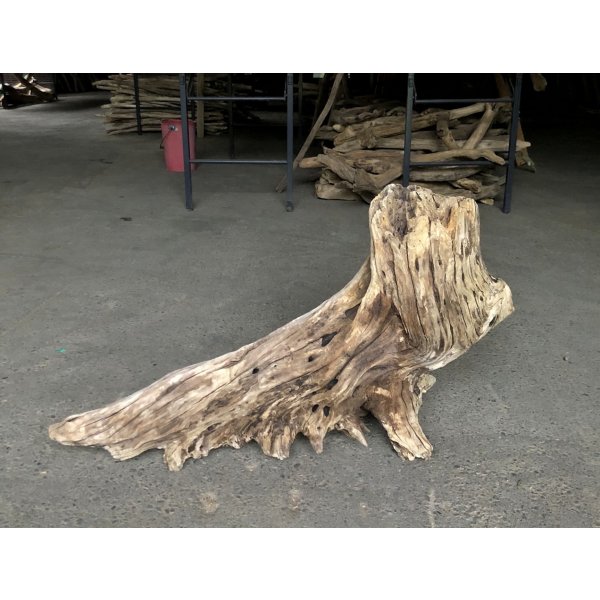 画像1: 【特選絶品】【特大流木】南信州産 源流淡水 天然流木（ 約８３×４９cm）大型流木 特大流木 大きな流木 根流木