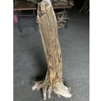 画像2: 【特選絶品】【特大流木】南信州産 源流淡水 天然流木（ 約１０７×５０×３７cm）大型流木 特大流木 大きな流木  根流木 (2)