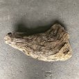 画像2: 【特選絶品】【特大流木】南信州産 源流淡水 天然流木（ 約８２×５２cm）大型流木 特大流木 大きな流木   (2)