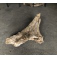 画像1: 【特選絶品】【特大流木】南信州産 源流淡水 天然流木（ 約７１×４４×３６cm）大型流木 特大流木 大きな流木 根流木 (1)