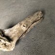 画像2: 【特選絶品】【特大流木】南信州産 源流淡水 天然流木（ 約７２×４０×２０cm）大型流木 特大流木 大きな流木   (2)
