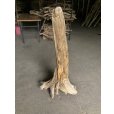画像3: 【特選絶品】【特大流木】南信州産 源流淡水 天然流木（ 約１０７×５０×３７cm）大型流木 特大流木 大きな流木  根流木 (3)
