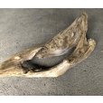 画像3: 【特選絶品】【特大流木】南信州産 源流淡水 天然流木（ 約７３×２８cm）大型流木 特大流木 大きな流木 穴流木 (3)
