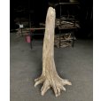 画像1: 【特選絶品】【特大流木】南信州産 源流淡水 天然流木（ 約１０７×５０×３７cm）大型流木 特大流木 大きな流木  根流木 (1)
