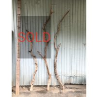 【希少・一点物】南信州産 天然流木 変形枝流木 まがり/枝分かれ流木 淡水流木【全長177〜242cm 幅3.1〜10cm】｜｜いけばな・インテリア・DIY・ドライフラワー素材などに最適