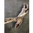 画像2: 南信州産｜変形流木 天然流木【大きめサイズ・厳選一品】（ 約75cm・幹幅8〜11cm） (2)