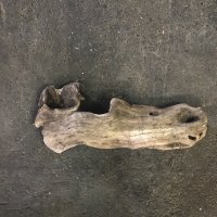 南信州産｜淡水流木 天然流木【大きめサイズ・厳選一品】（ 約59×23cm）