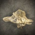 画像3: 南信州産｜根流木 淡水 天然流木【大きめサイズ・厳選一品】（ 約57×32×41cm） (3)