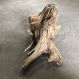 画像2: 南信州産｜根流木 淡水 天然流木【大きめサイズ・厳選一品】（ 約40×32×28cm） (2)