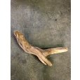 画像3: 南信州産｜変形流木 天然流木【大きめサイズ・厳選一品】（ 約75cm・幹幅8〜11cm） (3)