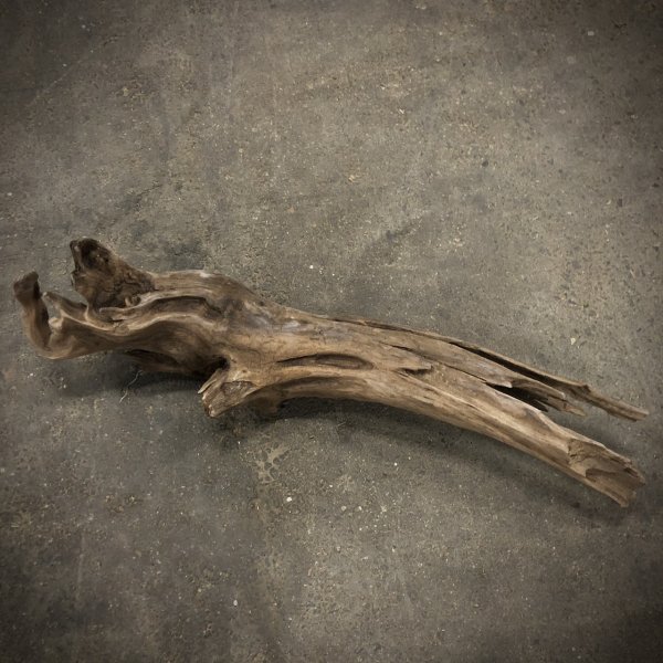 画像1: 南信州産｜変形流木 天然流木【大きめサイズ・厳選一品】（ 約81cm・幹幅8〜13cm）