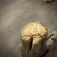 画像3: 南信州産｜根流木 淡水 天然流木【大きめサイズ・厳選一品】（ 約33×41×24cm） (3)