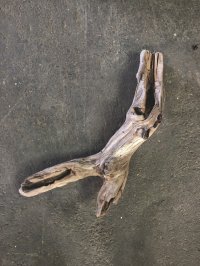 南信州産｜変形流木 天然流木【大きめサイズ・厳選一品】（ 約75cm・幹幅8〜11cm）