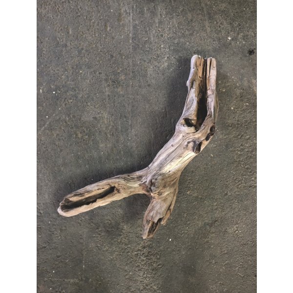 画像1: 南信州産｜変形流木 天然流木【大きめサイズ・厳選一品】（ 約75cm・幹幅8〜11cm）