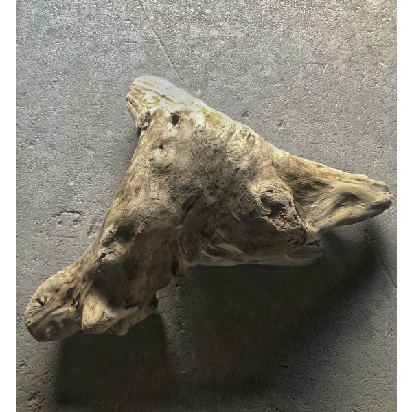 画像3: 【特選絶品】【特大流木】南信州産 源流淡水 天然流木（ 約124×96×35cm）大型流木 特大流木 大きな流木 根流木