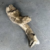 【特選絶品】【特大流木】南信州産 源流淡水 天然流木（ 約112×35×38cm）大型流木 特大流木 大きな流木