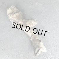 【特選絶品】【特大流木】南信州産 源流淡水 天然流木（ 約112×35×38cm）大型流木 特大流木 大きな流木