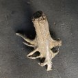 画像3: 【特選絶品】【特大流木】南信州産 源流淡水 天然流木（ 約73×59×45cm）大型流木 特大流木 大きな流木 根流木 (3)