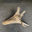 画像3: 【特選絶品】【特大流木】南信州産 源流淡水 天然流木（ 約70×39×33cm）大型流木 特大流木 大きな流木 根流木 (3)