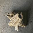 画像3: 【特選絶品】【特大流木】南信州産 源流淡水 天然流木（ 約63×47×55cm）大型流木 特大流木 大きな流木 根流木 (3)