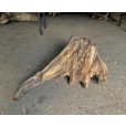 画像1: 【特選絶品】【特大流木】南信州産 源流淡水 天然流木（ 約82×45×50cm）大型流木 特大流木 大きな流木 根流木 (1)