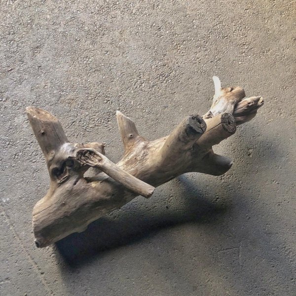 画像2: 【特大流木】南信州産 源流淡水 天然流木（ 約89×50×46cm/幹幅10.2〜15.3cm）大型流木 特大流木 大きな流木  