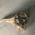 画像3: 【特選絶品】【特大流木】南信州産 源流淡水 天然流木（ 約82×45×50cm）大型流木 特大流木 大きな流木 根流木 (3)