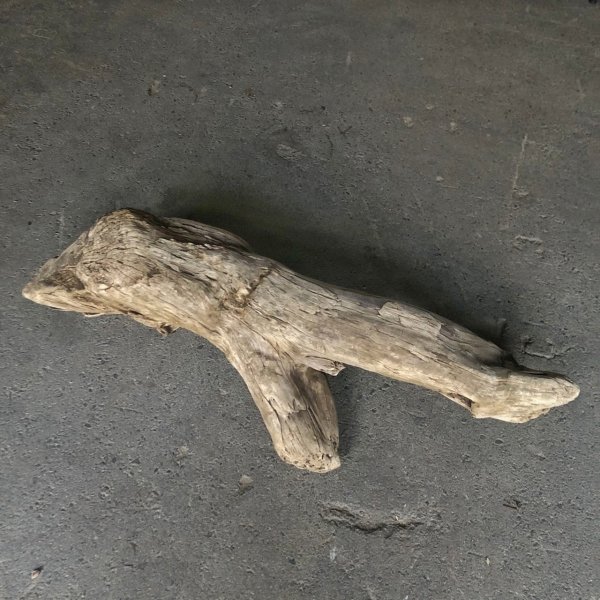画像3: 【特選絶品】【特大流木】南信州産 源流淡水 天然流木（ 約112×35×38cm）大型流木 特大流木 大きな流木
