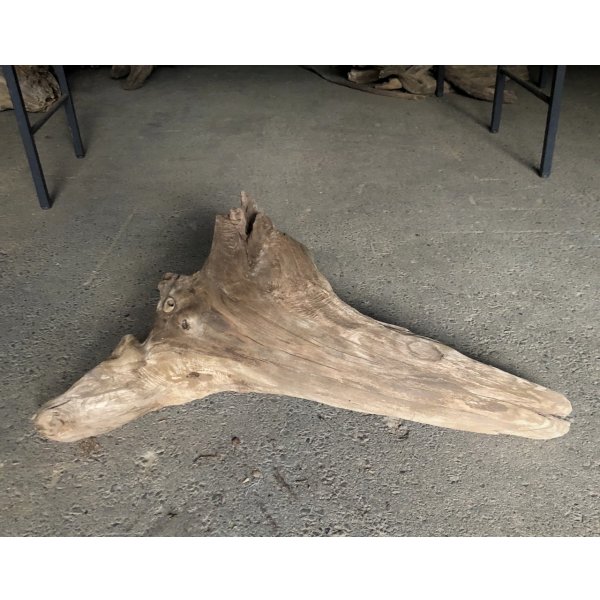 画像1: 【特選絶品】【特大流木】南信州産 源流淡水 天然流木（ 約90×30×38cm）大型流木 特大流木 大きな流木