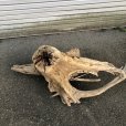 画像2: 【特選絶品】【特大流木】南信州産 源流淡水 天然流木（ 約110×44×52cm）大型流木 特大流木 大きな流木 根流木 (2)