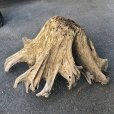 画像2: 【絶品】【特大流木】南信州産 源流淡水 天然流木（ 約１１５×５５×１１０cm）根流木 大型流木 根流木 特大流木 大きな流木 変形流木 (2)
