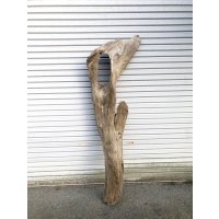 【特選絶品】【特大流木】南信州産 源流淡水 天然流木（ 約180×36×32cm）大型流木 特大流木 大きな流木
